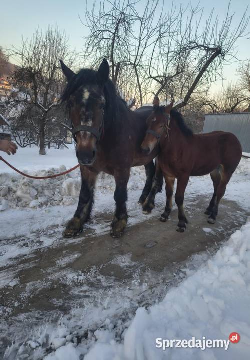 Sprzedam ogierka zimnokrwistego Jabłonka sprzedam