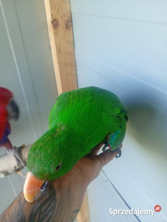 Lory oswojone Wrzesiny