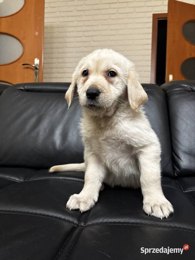 Labrador retriever