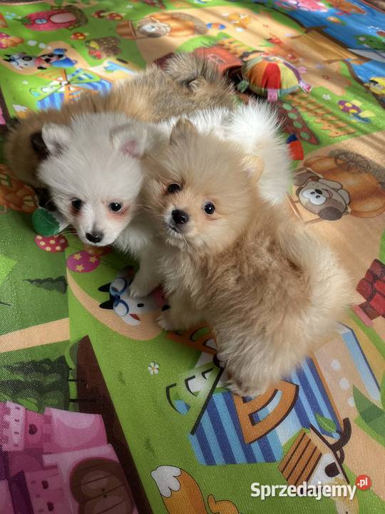 szpic miniaturowy chłopiec Skalbmierz