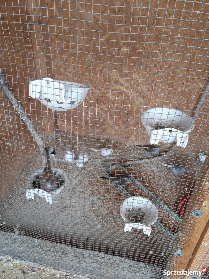 Oratrix barwinka senegalka lubelskie Trojanów