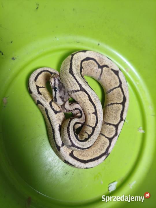 Hodowla pytonów królewskich Gliwice