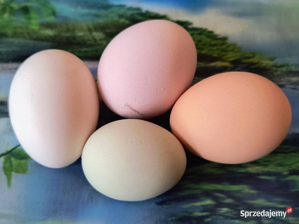 Jaja kurze z wolnego wybiegu Opole