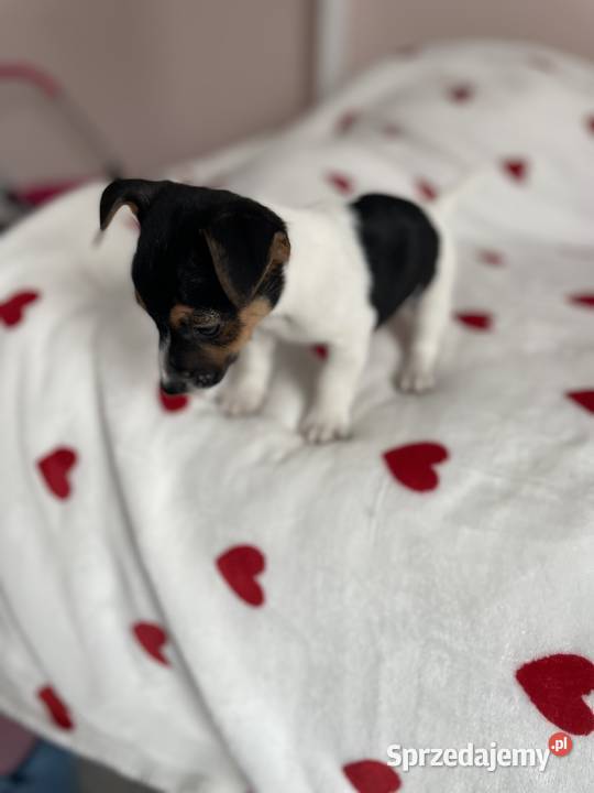Jack Russell Terrier szczeniaczki Częstochowa