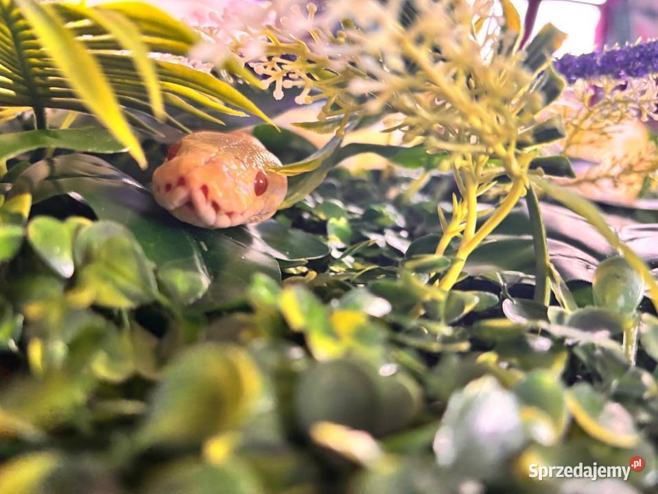 Pyton Królewski ALBINO Duże Terrarium MDF Płock sprzedam