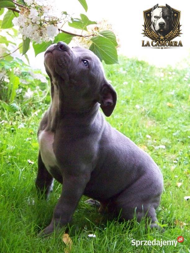 Amstaff Blue samiec R9