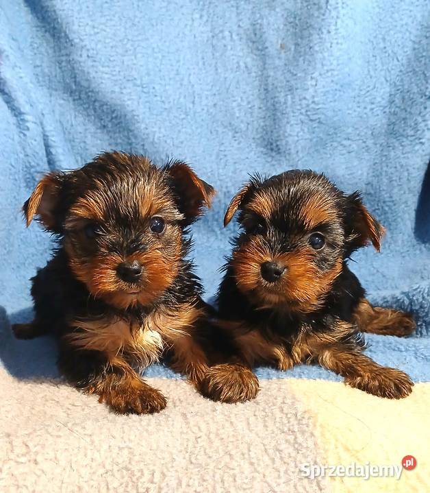 yorkshire terrier suczka samiec mini czarno Rzeszów