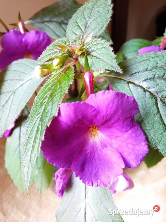 Skrętniki piękne kwiaty Białystok