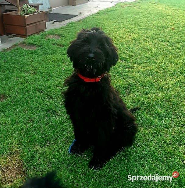 Szczeniak rasy Sznaucer Olbrzym szuka nowego Pińczów
