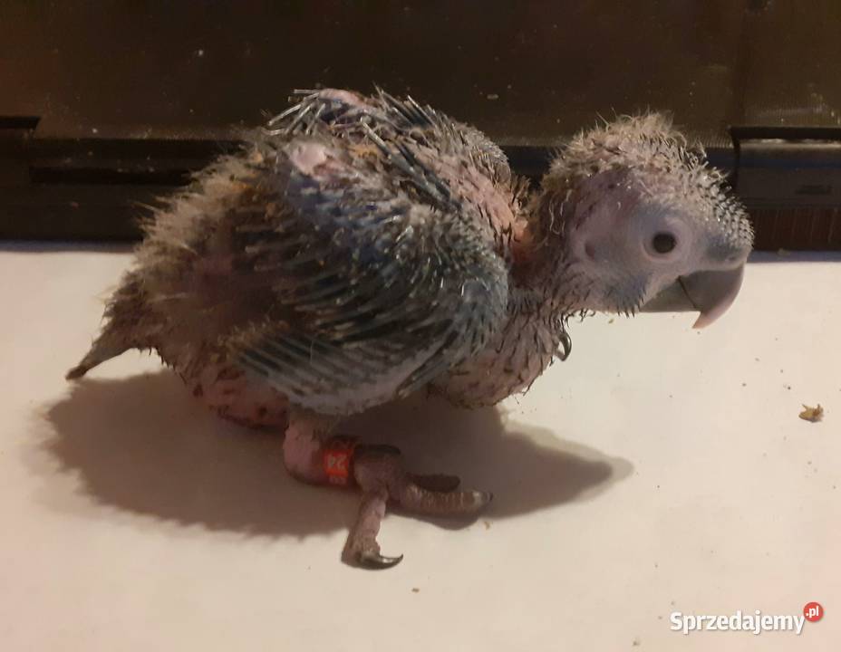 Papugi Ara Marakana Warszawa