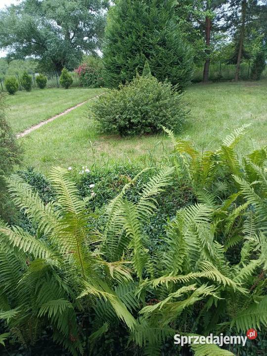 Dom 50m2 plus działka 1306m2 rzeką węglowe Duchnów sprzedam