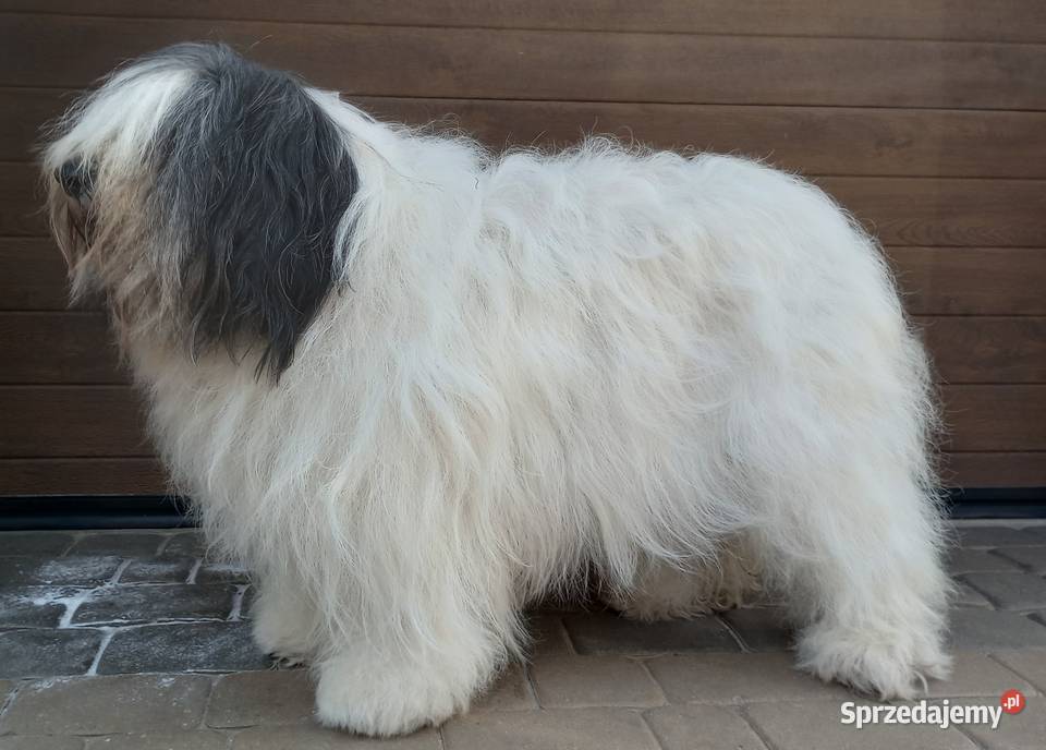 Szczeniak Champion Polski Owczarek Nizinny mazowieckie Chotomów