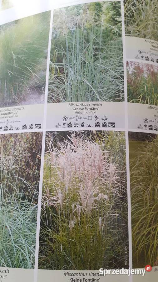 Trawy turzyce sity kosmatki Szczecin sprzedam