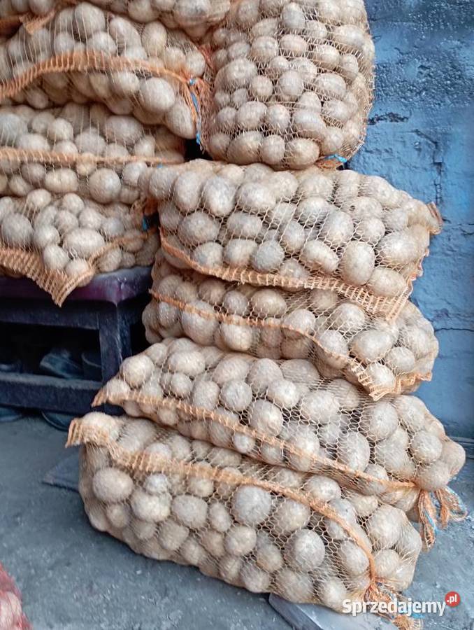 Swojskie ZIEMNIAKI Już na ZIMĘ SUPER Odm GALA sprzedam