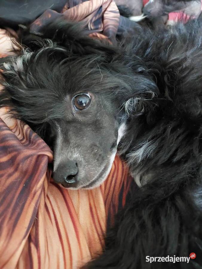 Chiński Grzywacz ZKwPFCI suczka Powderpuff Czarna Dąbrówka