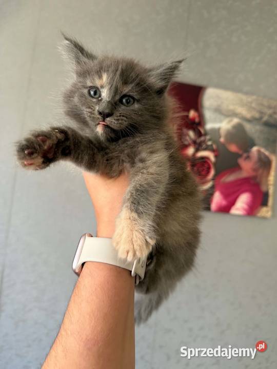 Maine Coon kocięta Maine Coon pomorskie Starogard Gdański