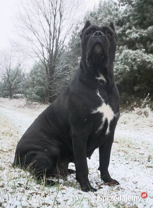 Szczeniaki Cane Corso ZKwP FCI mazowieckie Gończyce sprzedam