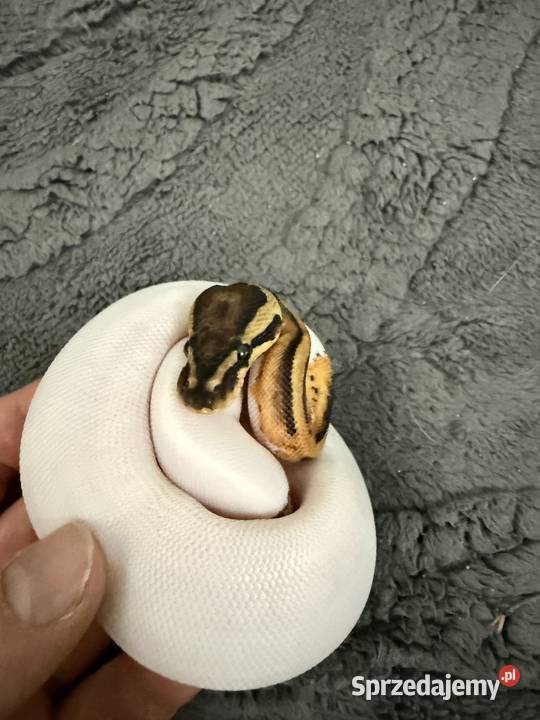 Pythony królewskie Piebald het clown Gady i płazy Bogatynia