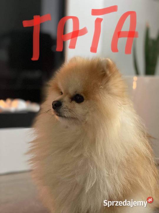 Szpic miniaturowy pomeranian mazowieckie