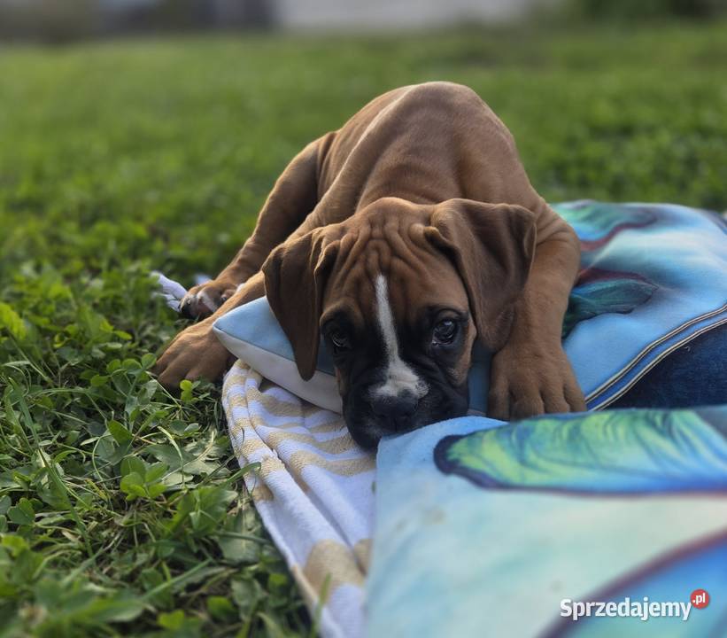 Bokser szczenięta Bokser