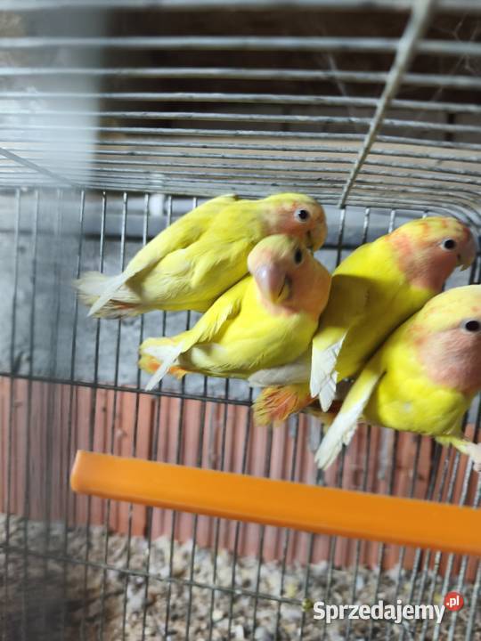 Nierozłączki papugi Wrocław