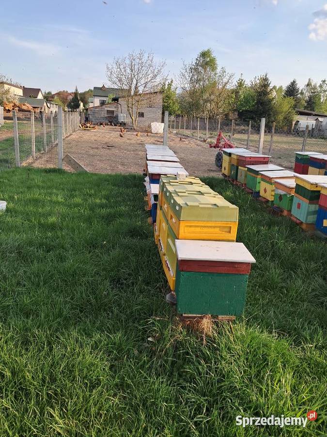 Pakiety Odkłady Pszczoły Odrzywół