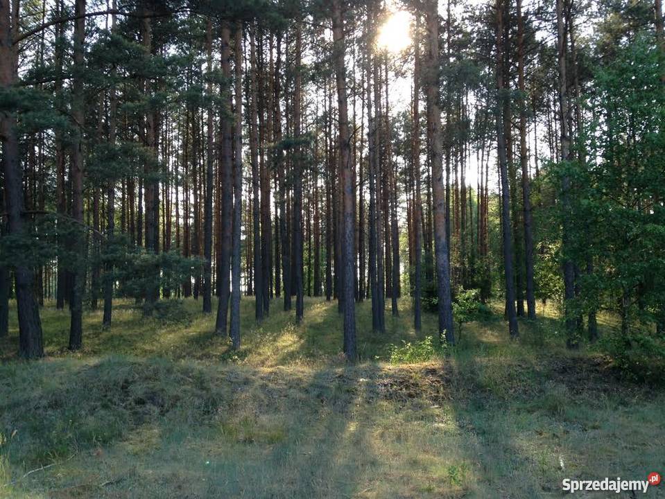 Sprzedam działkę budowlaną w lesie Bory sprzedam