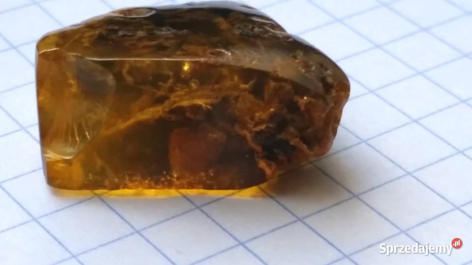 Drewno w bursztynie bałtyckim niebywały okaz Suszec