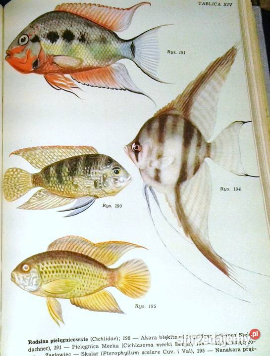 Akwarium A Taborski J Landowski K Gabryś sprzedam