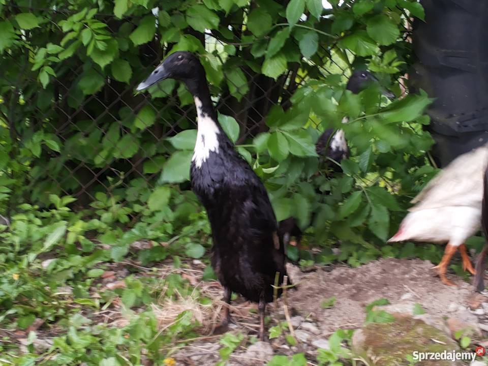 Sprzedam kaczki ozdobne Limanowa sprzedam