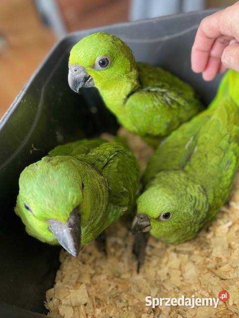 Amazonka żółtoszyka Amazona auropalliata Kraków sprzedam