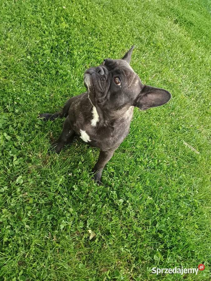 Szczenięta Buldog Francuski pomorskie Kwidzyn