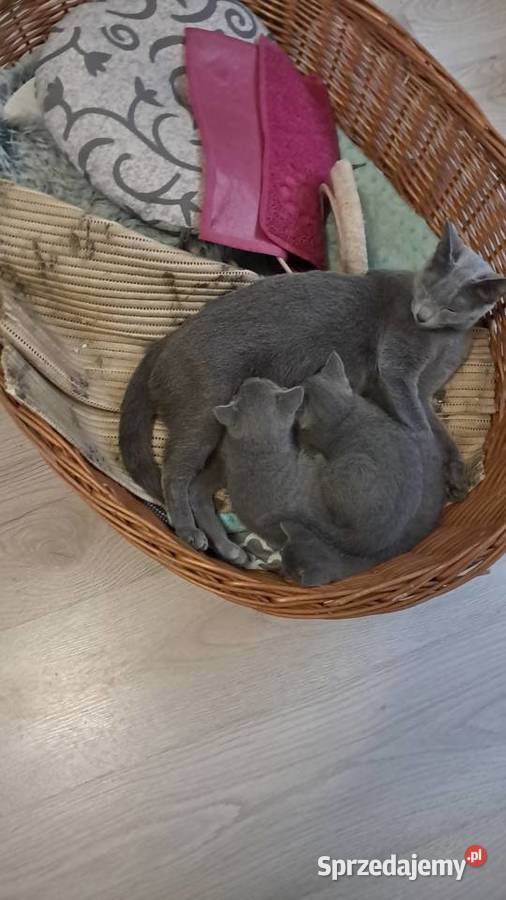 Kocięta Rosyjskie Niebieskie Jaczów