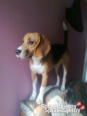 Piesek bigiel Kępno