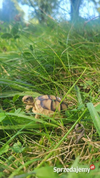 Żółw Lądowy Grecki Sklep Zoologiczny śląskie sprzedam