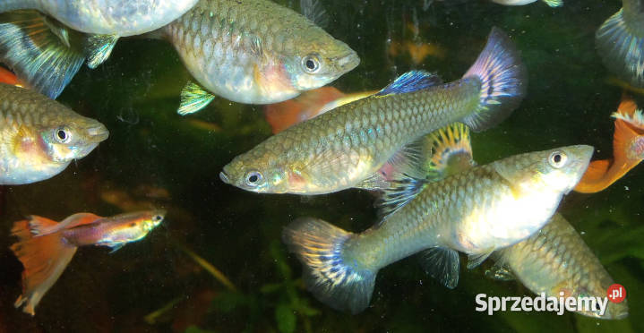 Gupiki Poznań sprzedam