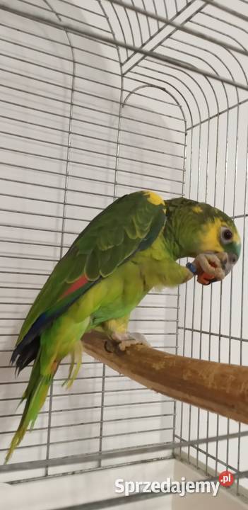 Amazonka niebieskoczelna 2024r mazowieckie Zielonka