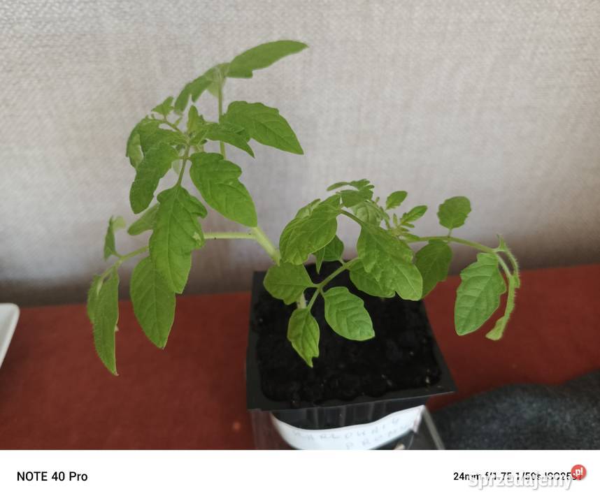 Sadzonki pomidora koktaailowego Cherry Tomato Łódź