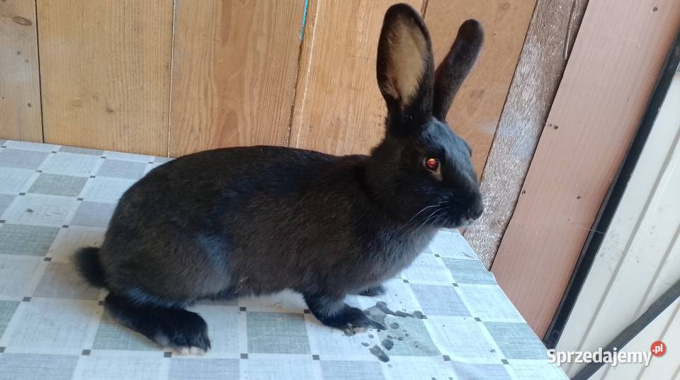 Samica mieszaniec zakocona wykot 05122025 Czarzyzna