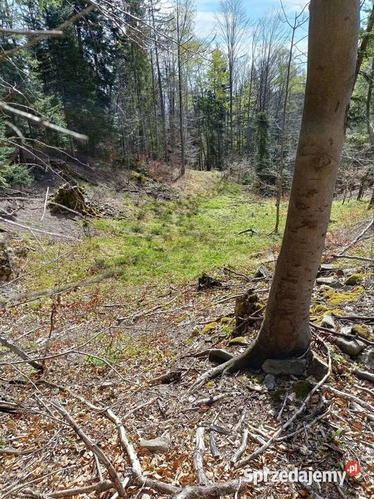 Sprzedam Las działkę 12ha 123zł/m2 małopolskie sprzedam