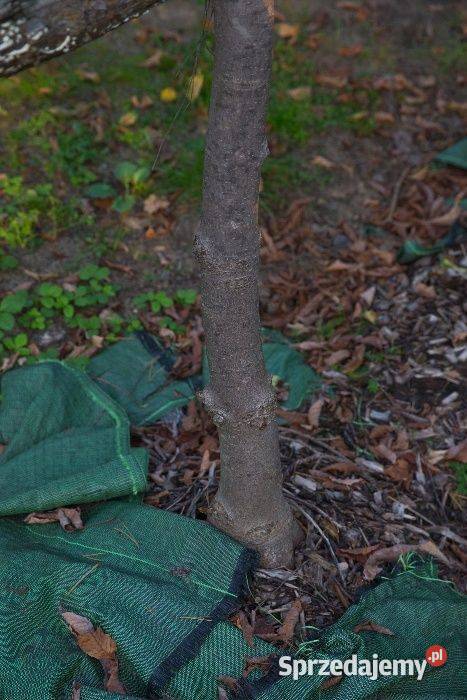 Kasztanowiec biały Aesculus hippocastanum 150200 wielkopolskie