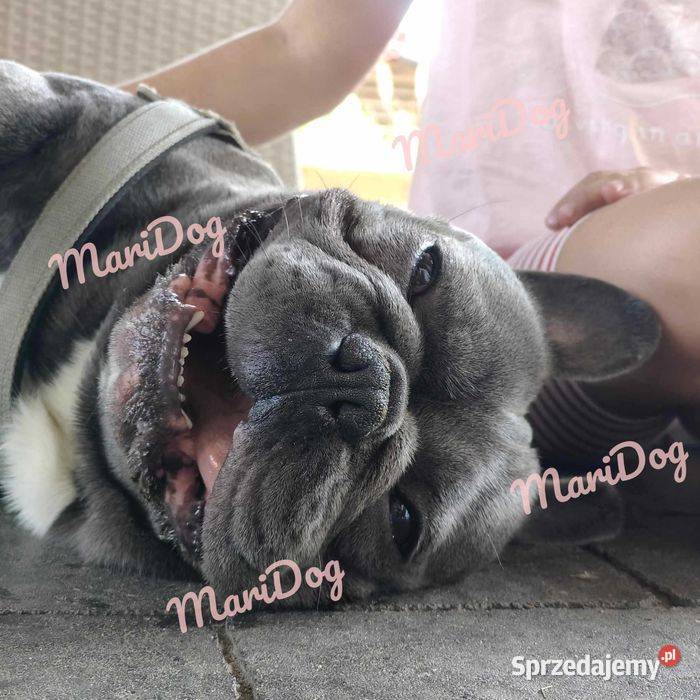 Piesek suczka Buldog francuski niebieski BLUE podkarpackie Padew Narodowa