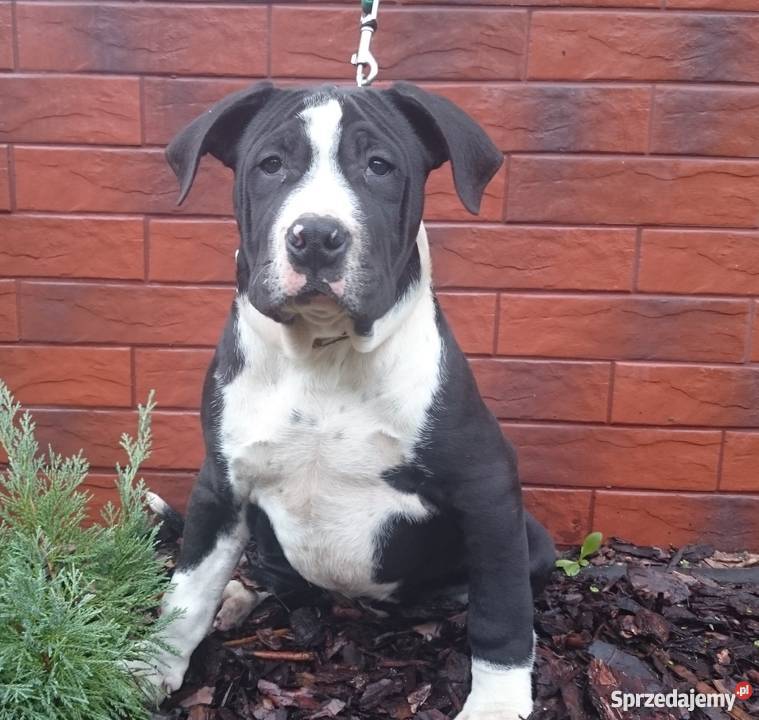 Szczenięta American Amstaff Terrier Amstaf lubuskie Zielona Góra