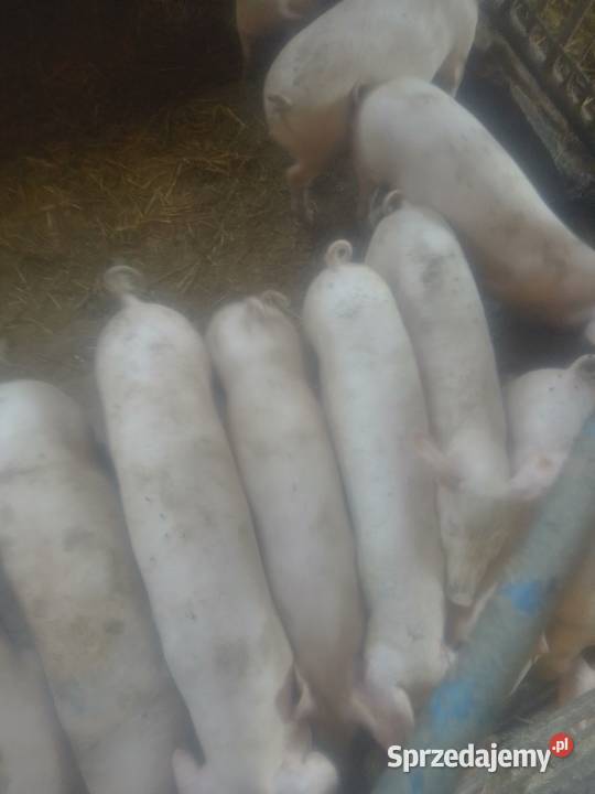 Prosięta sprzedam Książ Wielki sprzedam