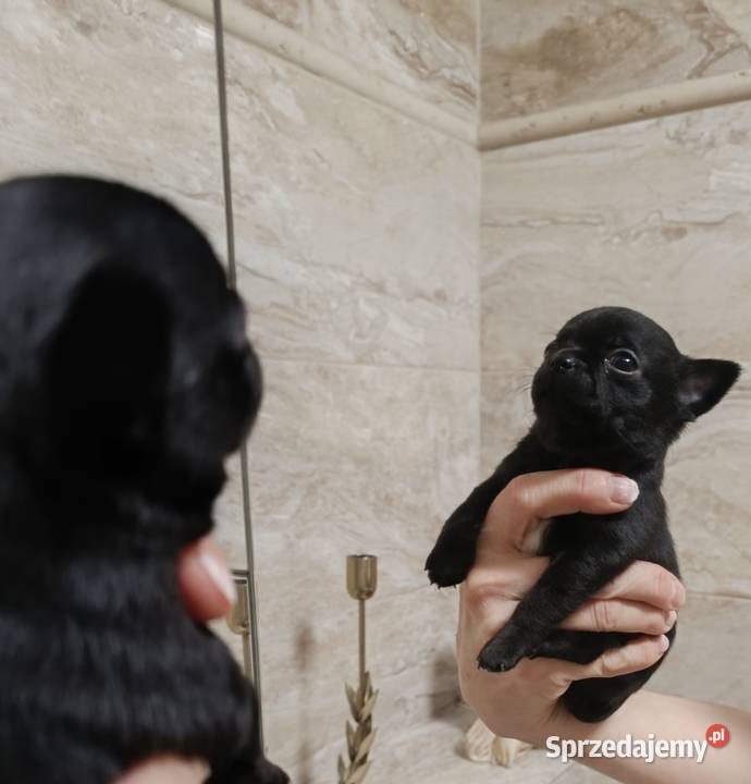 Chihuahua czarny Warszawa