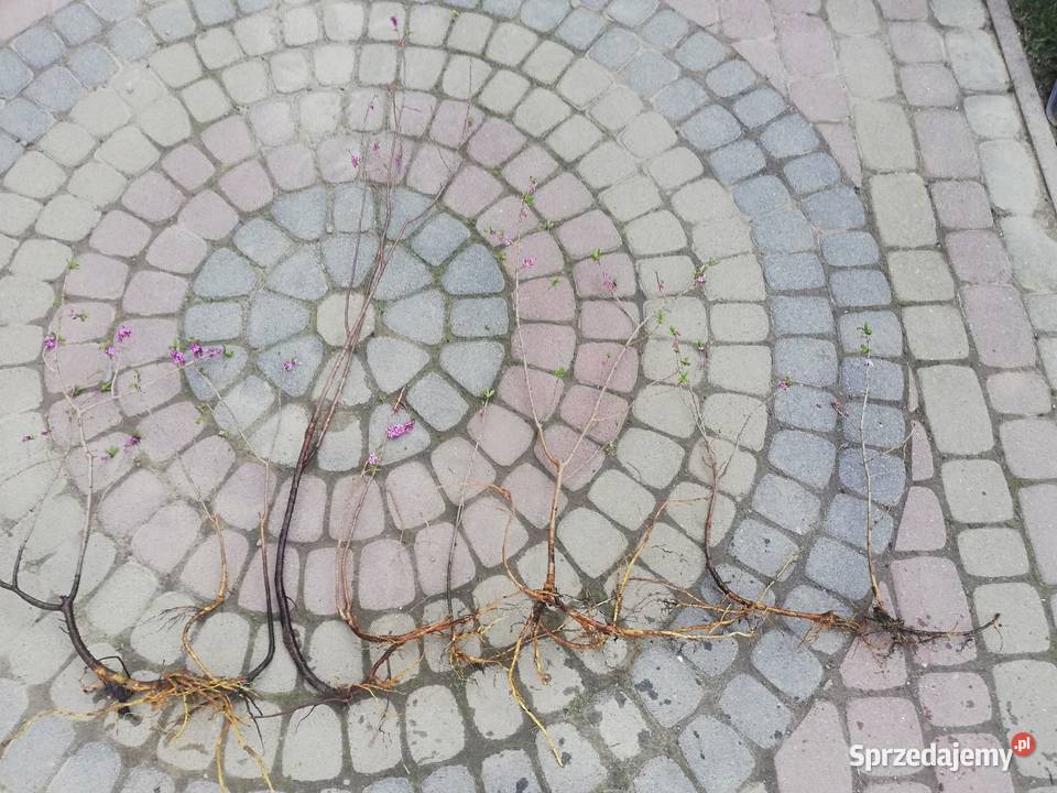 Wawrzynek Wilcze łyko sadzonki podkarpackie sprzedam