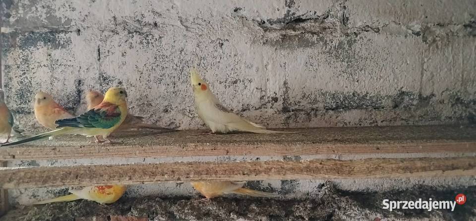 Papugi nimfy 2025 śląskie