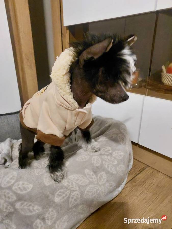 Chiński Grzywacz ZKwPFCI samiec THL Czarna Dąbrówka