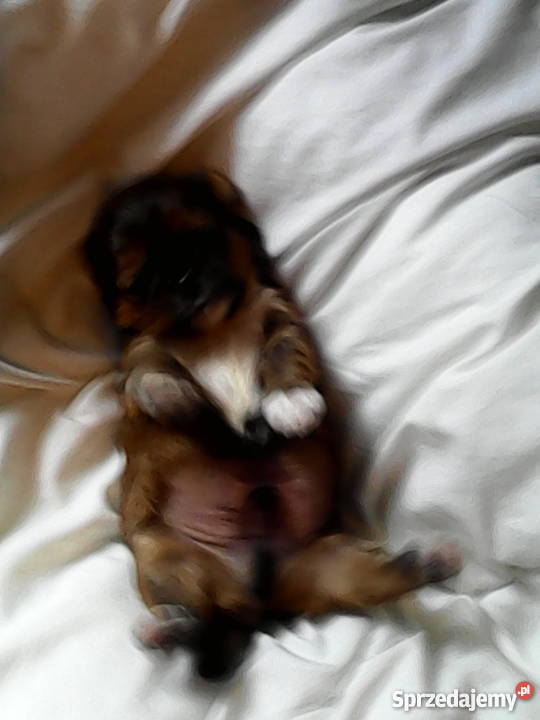 Szczeniaki shih tzu Stargard Szczeciński