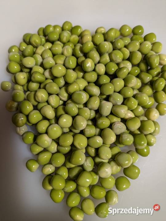 Nasiona Dynia bezłupinowa bananowa stara odm z Kraków